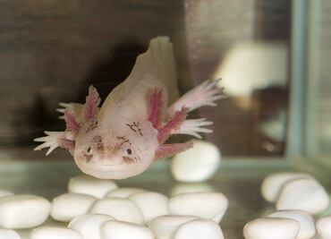 El ajolote y Xochimilco saldrán en el nuevo billete de 50 pesos