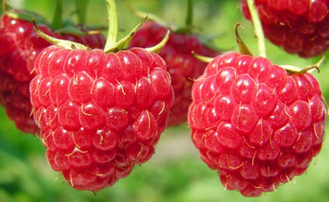 La frambuesa tiene un componente activo que se encuentra en el tallo, hojas y en el mismo fruto llamado ácido elágico. (FOTO: Archivo/EL UNIVERSAL)
