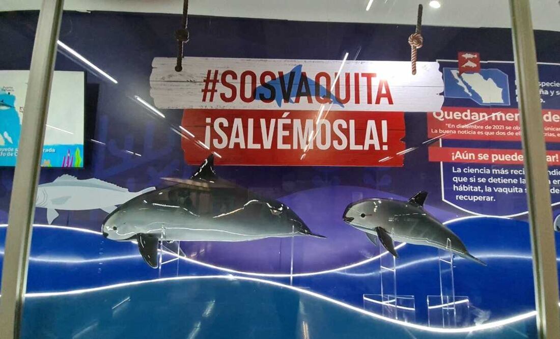 Décima edición del Festival de los Océanos, en la estación La Raza Líneas 3 y 5. Foto: Especial