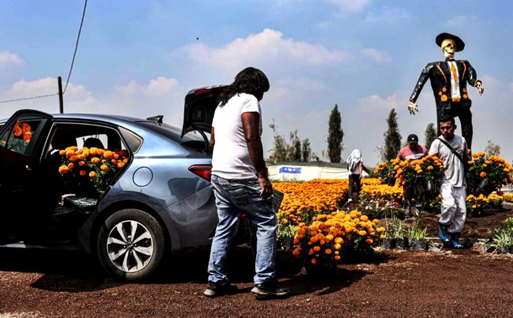 La producción de flor de cempasúchil alcanzó un récord de 6.3 millones de flores en la Ciudad de México, el viernes 17 de octubre de 2025. Foto: Gabriel Pano/EL UNIVERSAL