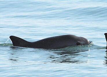 Quedan 60 ejemplares de vaquita marina: Semarnat