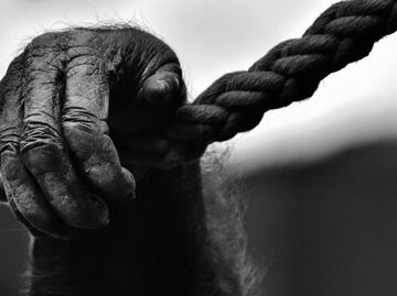 Tráfico ilegal de gorilas; venta por WhatsApp, consumo de carne y venta de cráneos, esto es lo que sabemos