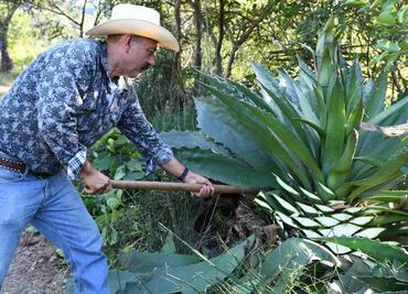 Michoacán realizará por primera vez un concurso en el encuentro nacional del Mezcal; contará con más de 100 productores