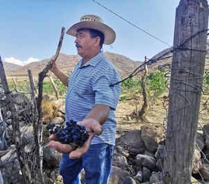 Jalisco no es solo tequila, conoce el vino que producen