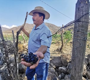 Jalisco no es solo tequila, conoce el vino que producen