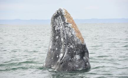 The call of the spotted whale, a tale for lockdown times