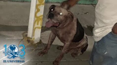 Pitbull que mató a ladrón estará en observación