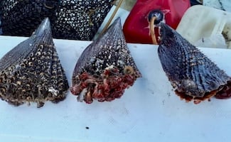 Suspenden temporalmente el consumo de almeja y ostión en Mulegé, BCS; detectan toxina que puede afectar la salud humana