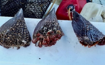 Suspenden temporalmente el consumo de almeja y ostión en Mulegé, BCS; detectan toxina que puede afectar la salud humana