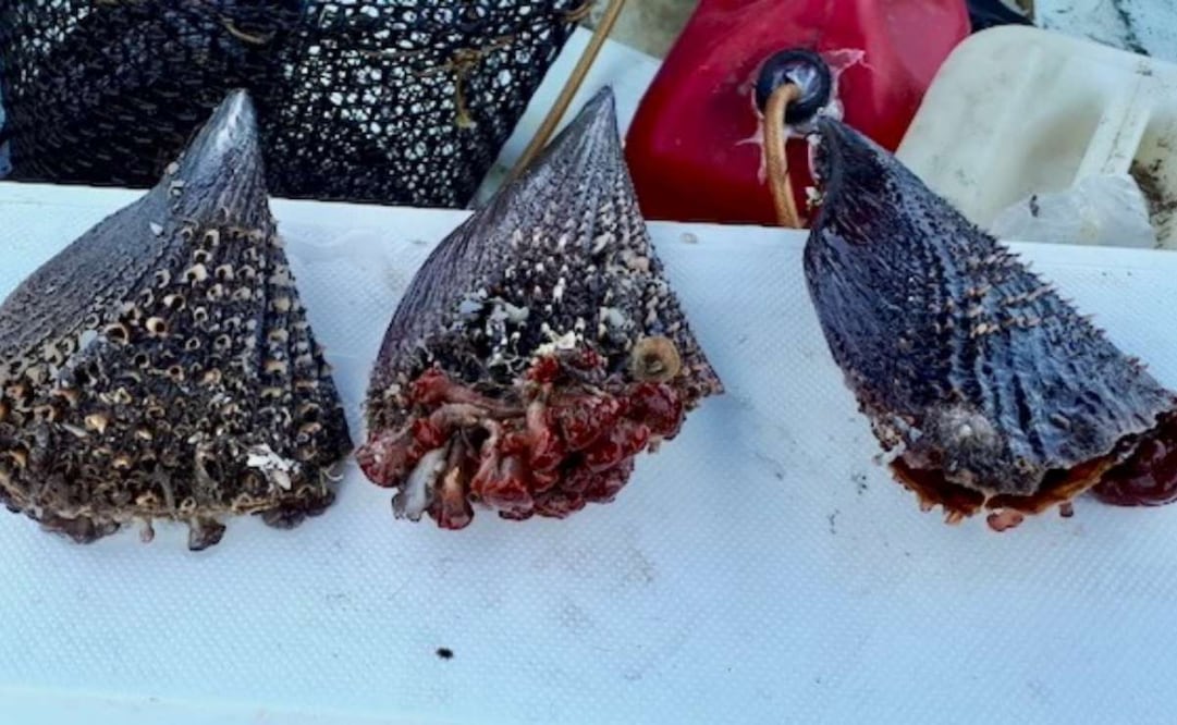 Suspendieron de manera precautoria la extracción, comercialización y consumo de moluscos bivalvos (22/01/2026). Foto: Especial