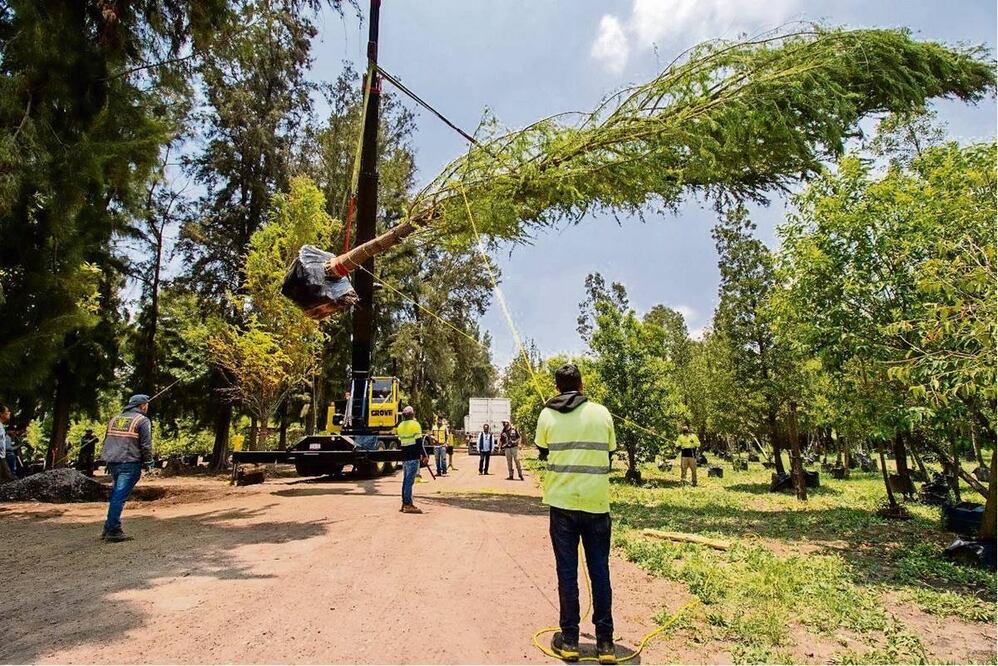 El ahuehuete se colocará el próximo 5 de junio. Foto: Archivo El Universal
