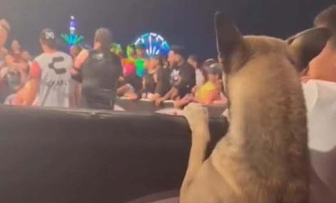 Perrito disfrutando de una función de lucha libre - Foto: Detrás del Luchador