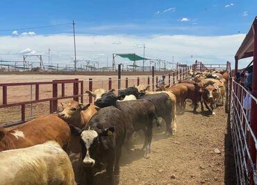 Unión Ganadera de Coahuila califica como “inesperado y preocupante” nuevo cierre de frontera anunciado por EU; es el tercero en 8 meses