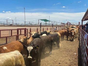 Unión Ganadera de Coahuila califica como “inesperado y preocupante” nuevo cierre de frontera anunciado por EU; es el tercero en 8 meses