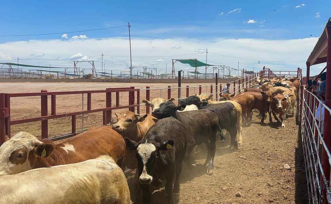 Sader promueve ganadería bovina sustentable. Imagen ilustrativa. Foto: Especial