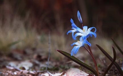 Identifica plantas con la cámara de tu smartphone