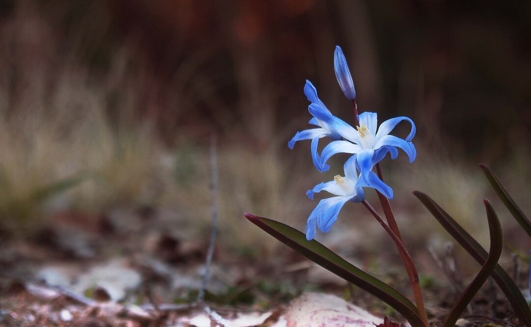 Estas aplicaciones están disponibles para Android y iOS y te permitirán aprender más sobre miles de plantas. | Imagen: Pixabay