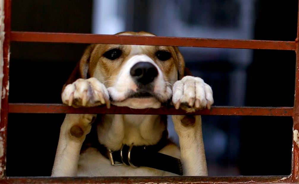 Las mascotas también resintieron el sismo del 19 de septiembre. FOTO: Archivo.