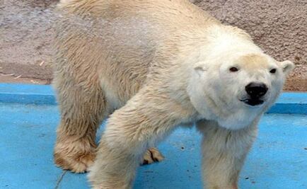 Polémica por muerte de oso polar en Argentina 