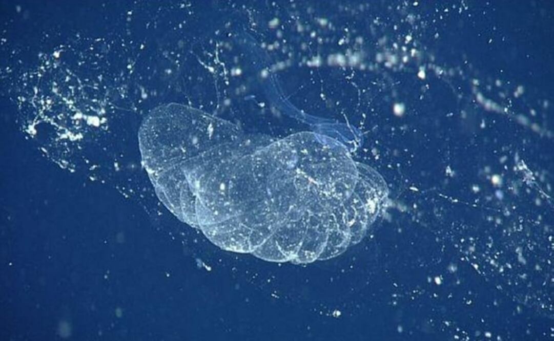 El larváceo gigante puede llegar a medir 10 centímetros de largo. (Foto: MBARI)