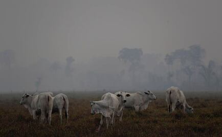 Días sin sol y problemas respiratorios, así se vive por los incendios en la Amazonia