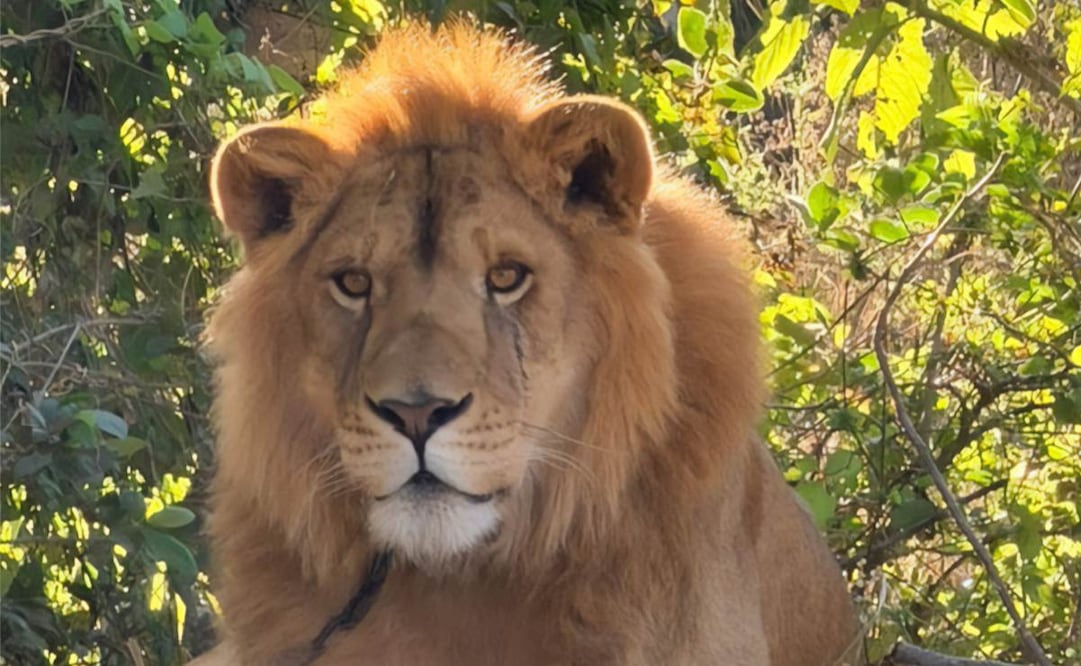 El ejemplar de león fue localizado amarrado a un árbol, aparentemente abandonado, en un predio de Nayarit. Foto: Profepa