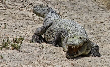 Hallan cadáver de niño atacado por cocodrilo en Oaxaca