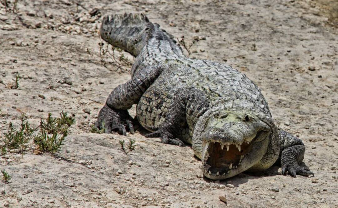 Foto: Archivo EL UNIVERSAL