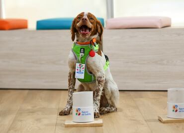 Conoce a Manchas, el primer perro buscafugas de agua del país; en cinco meses ha detectado 230 fugas