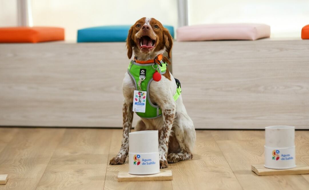 Conoce a Manchas, el primer perro buscafugas de agua del país (08/09/2025). Foto: Especial