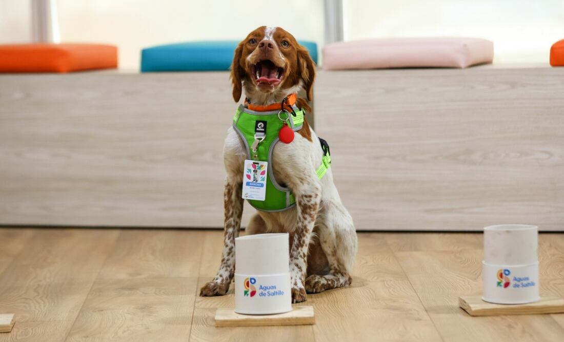 Conoce a Manchas, el primer perro buscafugas de agua del país (08/09/2025). Foto: Especial