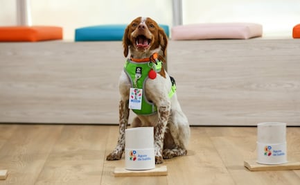 Conoce a Manchas, el primer perro buscafugas de agua del país; en cinco meses ha detectado 230 fugas