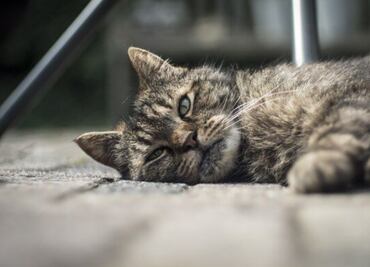 Esto es lo que hace una gata cuando muere una cría, según experta