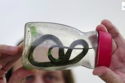 Bebé mata a mordidas a una serpiente venenosa