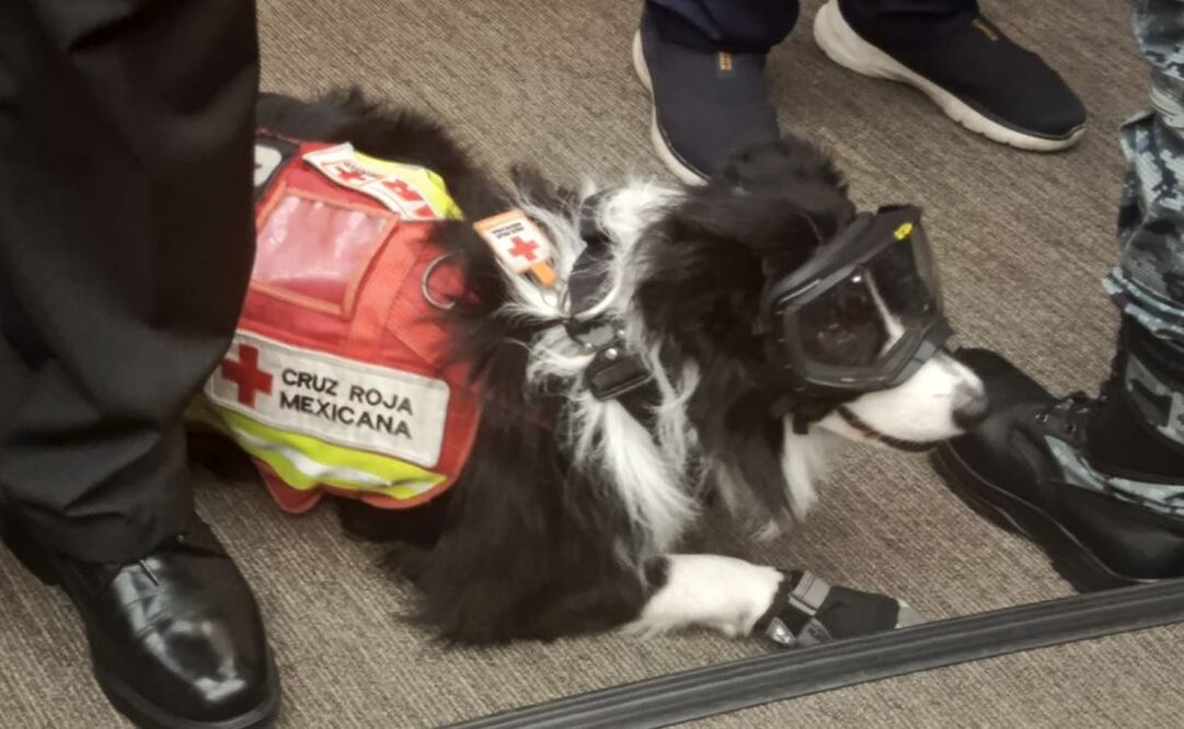 Realizan acto por el Día Nacional del Binomio Canino en el Senado de la República. Foto: Víctor Gamboa/ EL UNIVERSAL