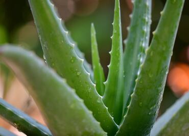 Por estas razones debes tener una planta de aloe vera en casa