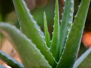 Sábila, tu aliada para tratar el acné y las manchas en el rostro