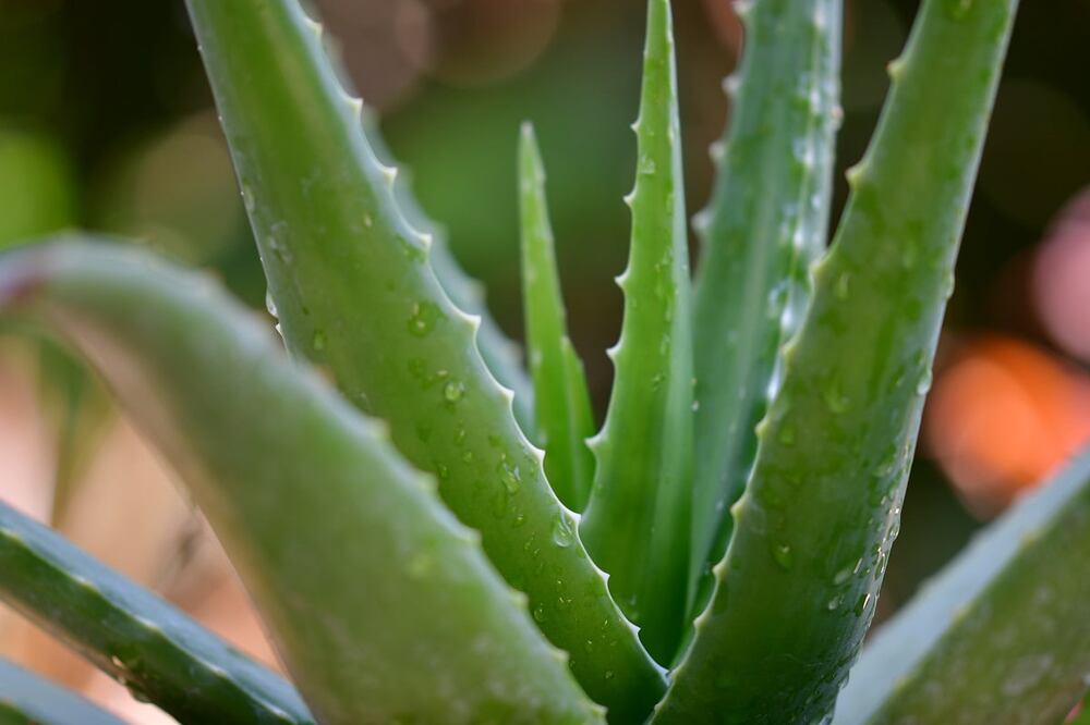 Al aplicar el aloe vera que se encuentra en la sábila como remedio natural, podrás calmar el dolor e inflamación de muchas heridas en la piel. Foto: Unsplash
