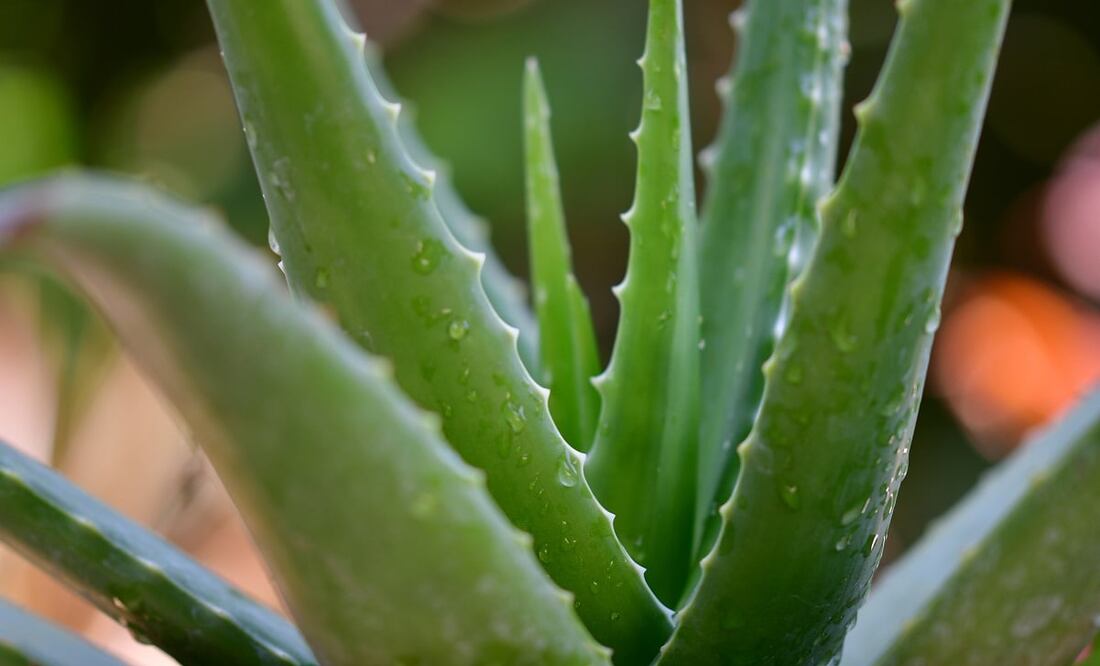 Al aplicar el aloe vera que se encuentra en la sábila como remedio natural, podrás calmar el dolor e inflamación de muchas heridas en la piel. Foto: Unsplash