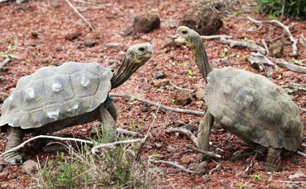 Liberan a 191 tortugas gigantes para restauración ecológica en el archipiélago de Galápagos
