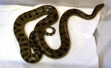 Incrementan mordeduras de animales ponzoñosos: Ssa