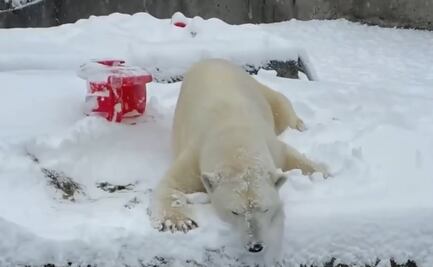 Video: Oso polar disfruta nevada en zoológico de EU