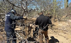 Recuperan seis cuerpos de fosas clandestinas localizadas en Comondú, BCS; hallan otra osamenta en La Paz  