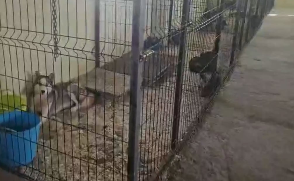 La operación permitió desmantelar una organización presuntamente dedicada al tráfico de especies exóticas, con actividad en distintos puntos de la provincia de Sevilla (20/06/2026). Foto: @guardiacivil