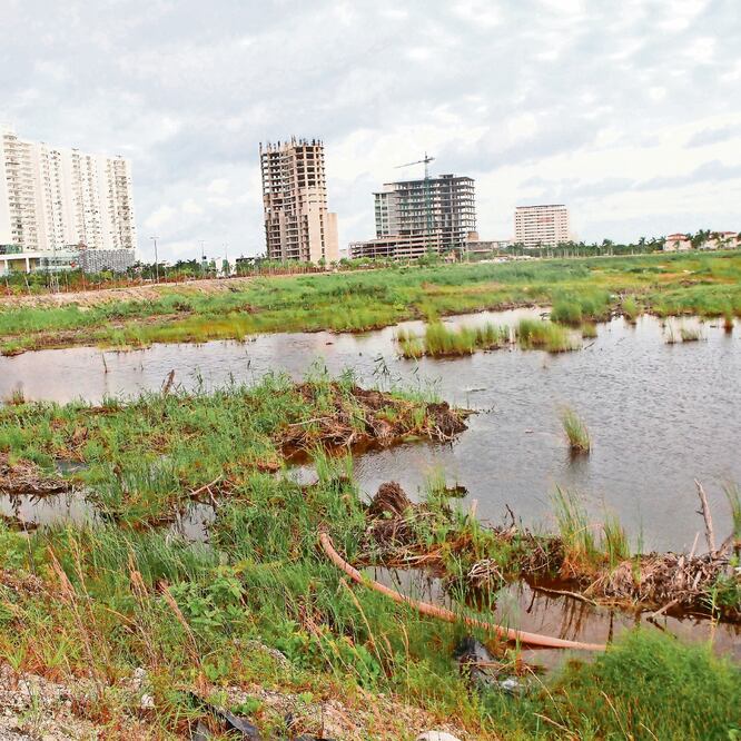La actividad humana pone en peligro los manglares especialmente por invasión urbana y tala inmoderada, advierte Andrea Toledo, bióloga de la Semar. ARCHIVO EL UNIVERSAL