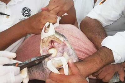 Extraen cuchara de plástico que ponía en riesgo la vida de una tortuga en Oaxaca