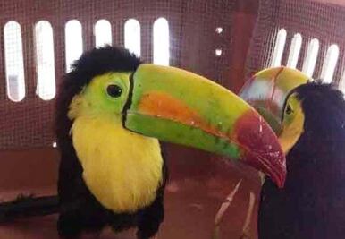 Cae sujeto por transportar un Tucán en Yucatán