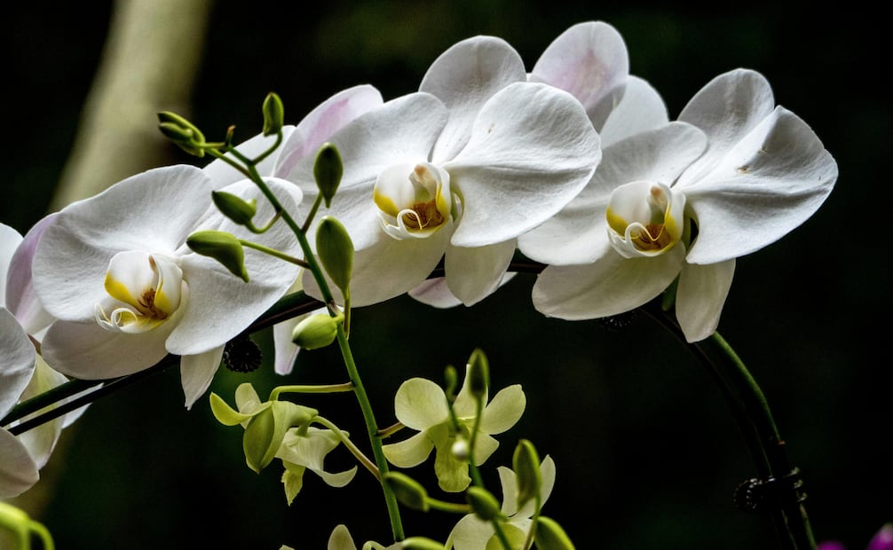Orquídea. Foto: Canva