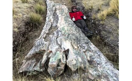 Drástico cambio ambiental grabado en un árbol fósil de los Andes