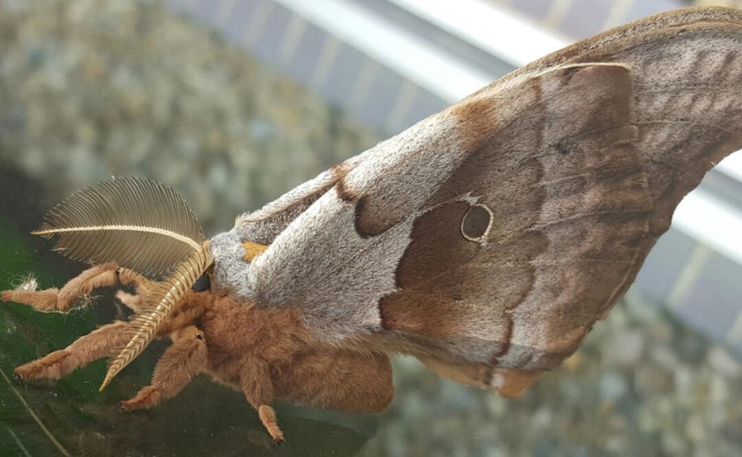 (Foto: La Nación / GDA / Argentina)